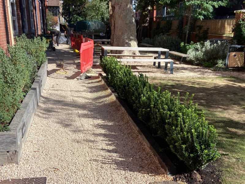 New Green Spire hedge: a crisp evergreen edge to the lawn