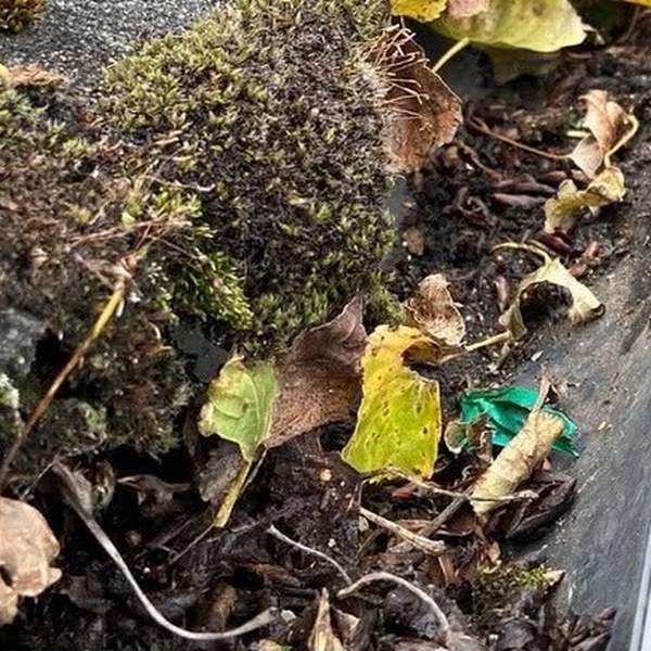 gutter-cleaning-before Gutter blocked with moss, leaves and silt before cleaning