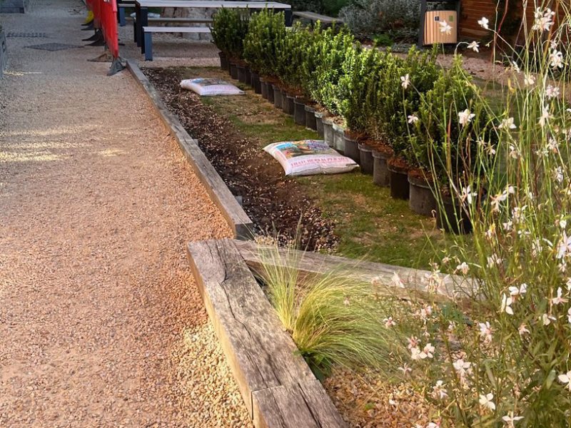 Plants positioned in line with the oak sleeper edging before planting